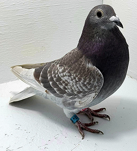 Band: AU 41498 AA 2025